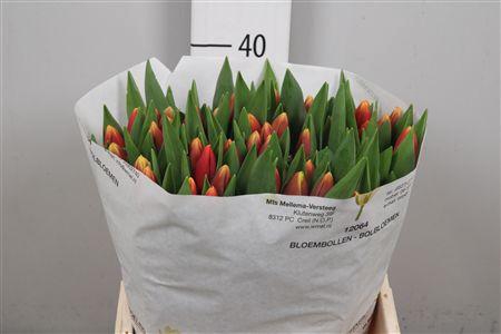 <h4>Tu En Replay</h4>