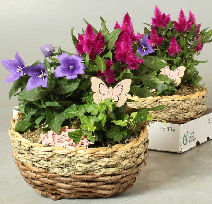 <h4>ARR TUINPLANTEN</h4>
