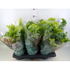 Phlebodium aureum 'Davana'