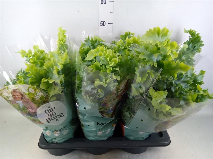 <h4>Phlebodium aureum 'Davana'</h4>