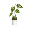 CALADIUM HILO BEAUTY P12