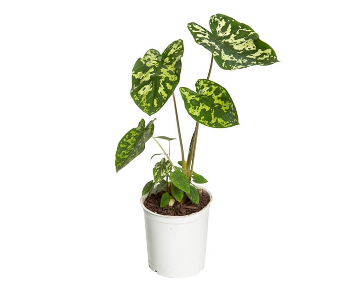 <h4>CALADIUM HILO BEAUTY P12</h4>