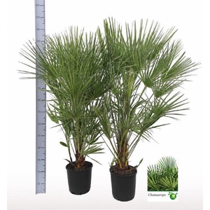 CHAMAEROPS HUMILIS