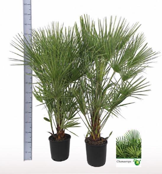 <h4>CHAMAEROPS HUMILIS</h4>