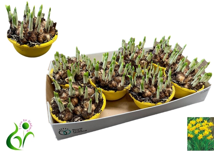 <h4>NARC O TETE A TETE</h4>