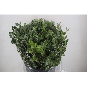 Pittosp Ralphi Leaves 400gr P Bunch