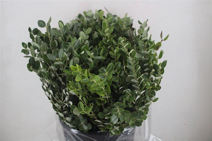 <h4>Pittosp Ralphi Leaves 400gr P Bunch</h4>