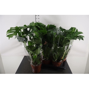Monstera Deliciosa 17 Cm. Pot