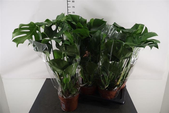 <h4>Monstera Deliciosa 17 Cm. Pot</h4>