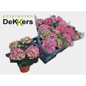 HYDR M EARLY ROSA