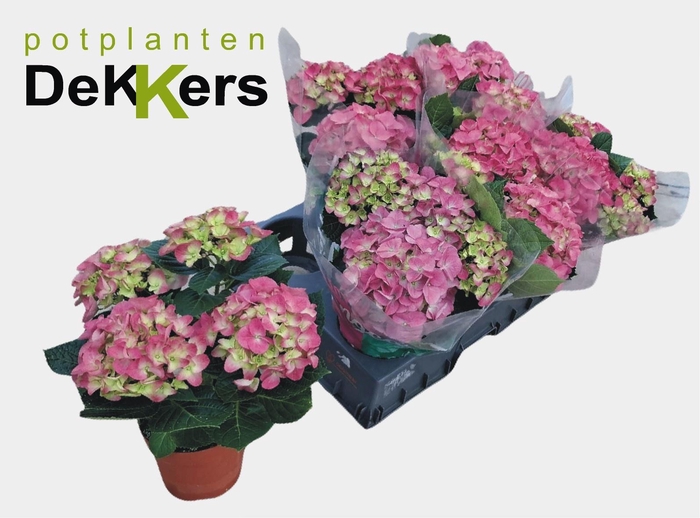 <h4>HYDR M HI RIVER</h4>