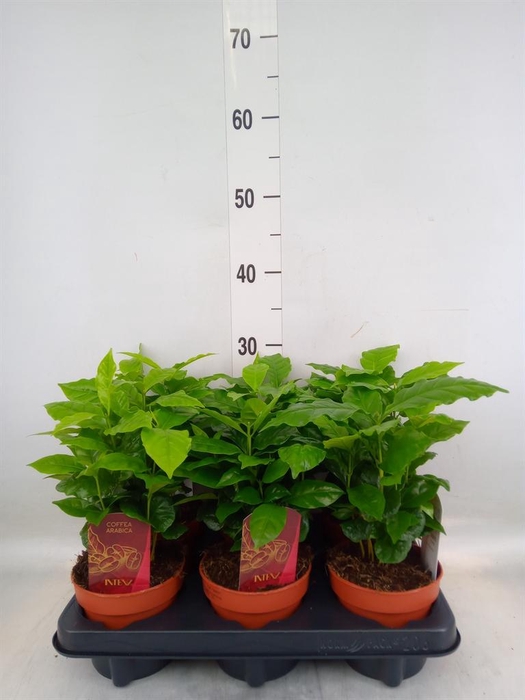 <h4>Coffea arabica</h4>