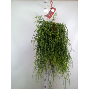 Rhipsalis burchellii