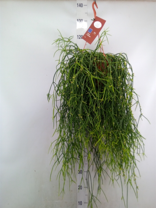 <h4>Rhipsalis burchellii</h4>