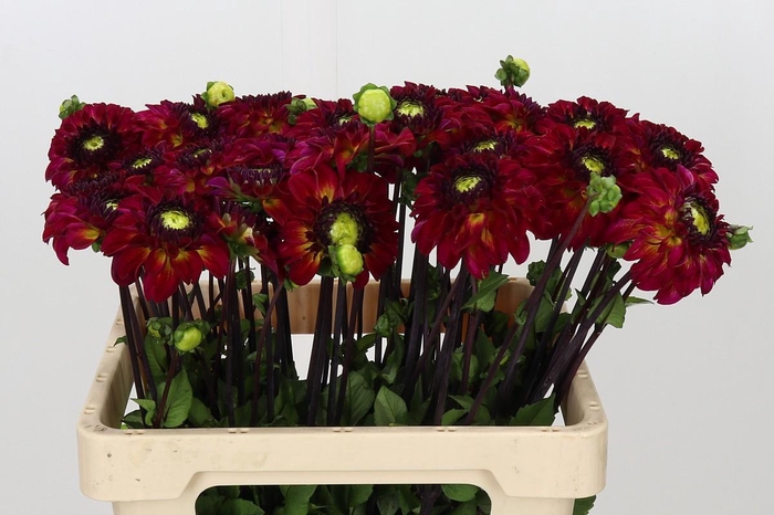 <h4>Dahlia Magic Mellie</h4>