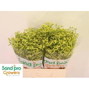 LIM SIN CHINA SUMMER