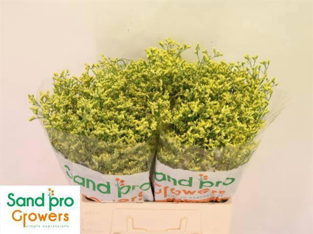 <h4>LIM SIN CHINA SUMMER</h4>