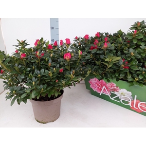 RHODO SI OTTO
