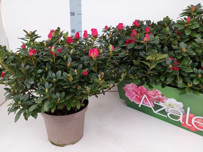 <h4>RHODO SI OTTO</h4>