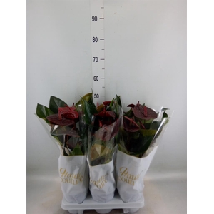 Anthurium andr. 'FC Tranquil'