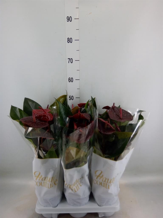 <h4>Anthurium andr. 'FC Tranquil'</h4>