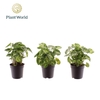 Syngonium Pixie