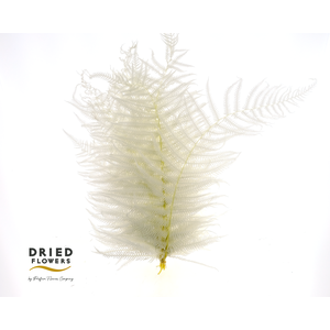 Dried Bleached Sword Fern