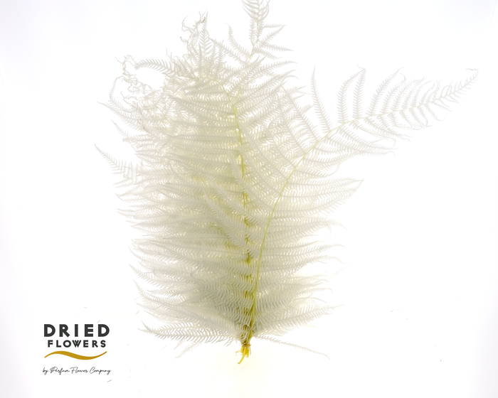 <h4>Dried Bleached Sword Fern</h4>