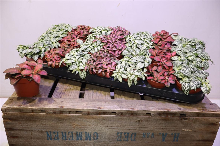 <h4>arr8 Fitt Gem 7 Kl</h4>