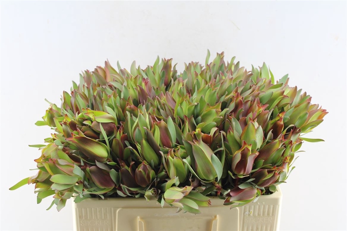 <h4>Leucad High Light Spray</h4>