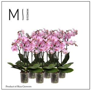 Phalaenopsis Multi Light Pink 3 spike - 12cm | Mimesis