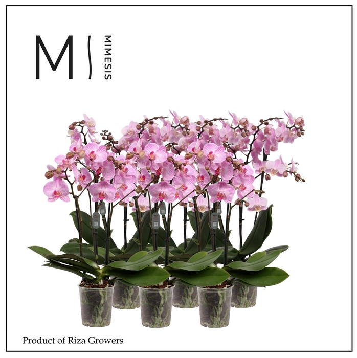 <h4>Phalaenopsis Multi Light Pink 3 spike - 12cm | Mimesis</h4>