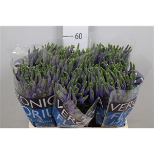 Veronica  'Clea Diana'