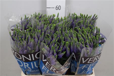 <h4>Veronica  'Clea Diana'</h4>