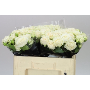 Rosa Tr Bridal Flow