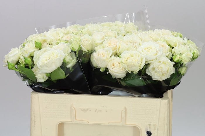 <h4>Rosa Tr Bridal Flow</h4>