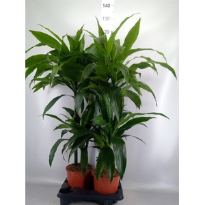 Dracaena frag. 'Janet Craig'