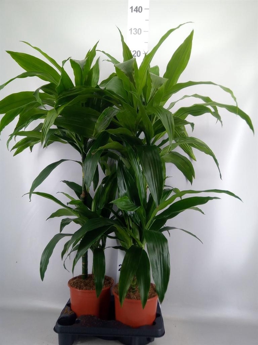 <h4>Dracaena frag. 'Janet Craig'</h4>