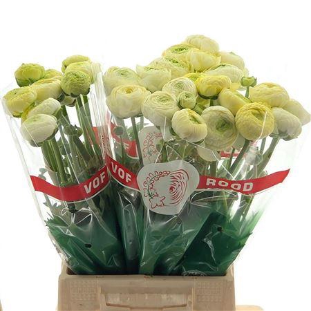 <h4>Ran Aazur Cream</h4>