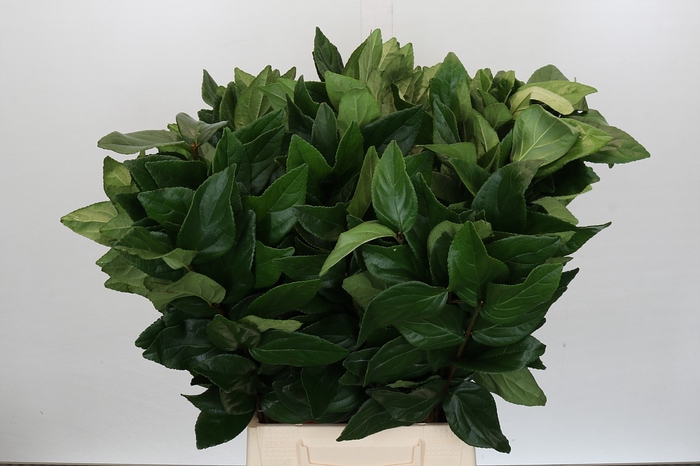 <h4>Viburnum Leaf (Per stem)</h4>