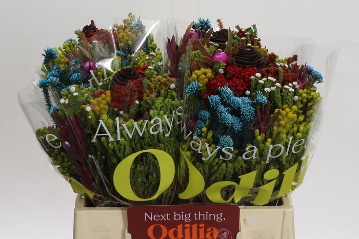 <h4>BQ Kaaps Groen Mandarin</h4>