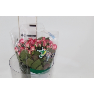 ROSA SPRAY FIREWORKS 040 CM BICOLOR