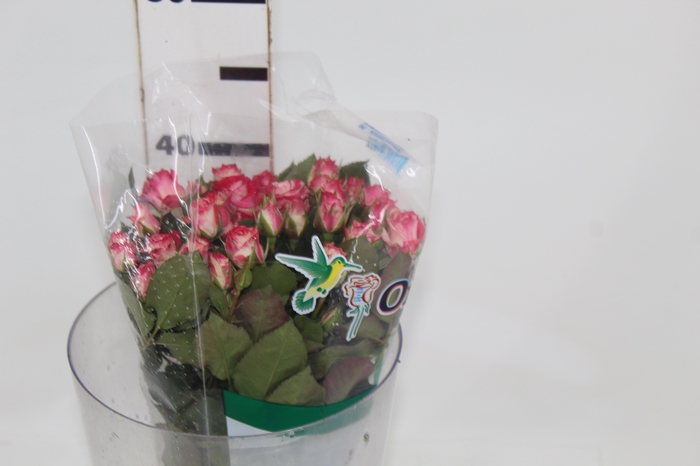 ROSA SPRAY FIREWORKS 040 CM BICOLOR