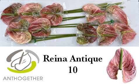 <h4>Anth A Reina Antique 15 cm X10 Bouman</h4>