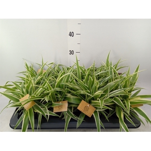Chlorophytum com. 'Ocean'