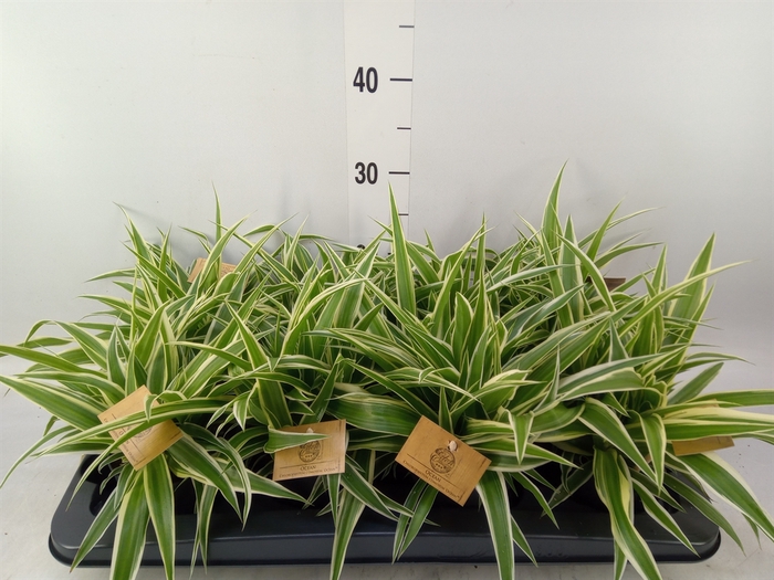 <h4>Chlorophytum com. 'Ocean'</h4>