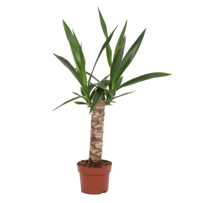 <h4>Yucca Elephantipes</h4>