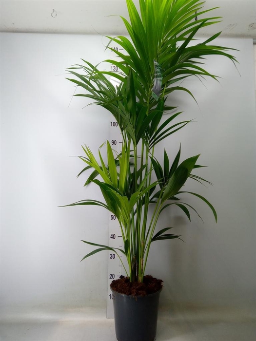 <h4>Howea forsteriana</h4>