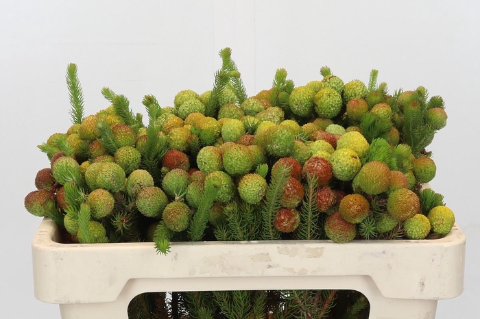 <h4>Cape Green Baubles</h4>