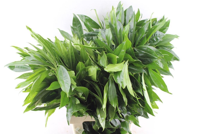 <h4>Cocculus Laurifolius South Africa</h4>
